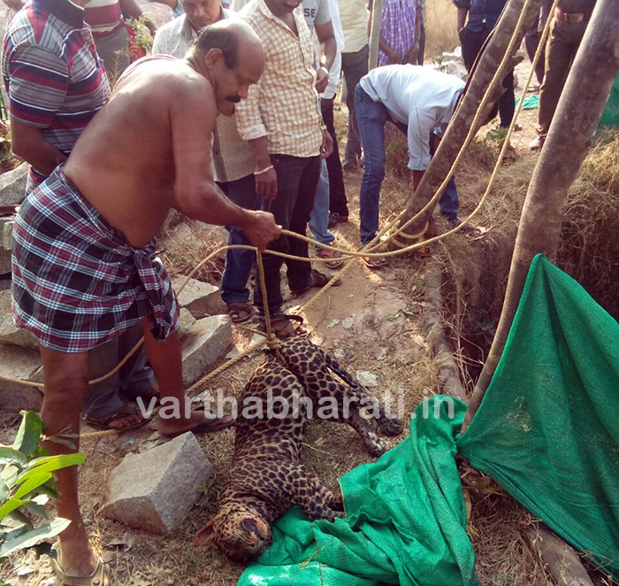 ಪೆರ್ಡೂರು ಬಳಿ ಬಾವಿಗೆ ಬಿದ್ದು ಚಿರತೆ ಸಾವು